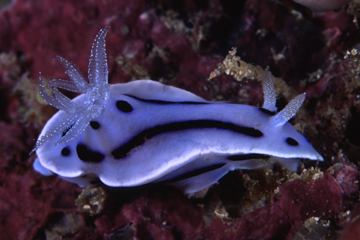 Chromodoris willani